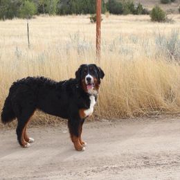Bernedoodle and Bernese Mountain Dog All Grown Up from Montana Berners
