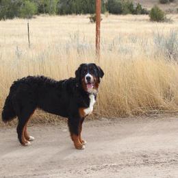 Bernedoodle and Bernese Mountain Dog All Grown Up from Montana Berners