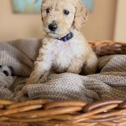 Blaze - Cream male Poodle puppy in New Smyrna Beach, Florida from Regal Crest Poodles