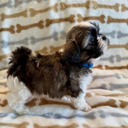AKC- Coal - Black gold and white male Shih Tzu puppy in Henderson, Nevada from SHIH TZU HOUSE