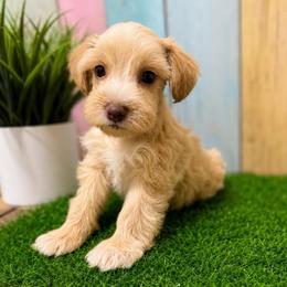 Goldie - Wheaten female Miniature Schnauzer puppy in Lufkin, Texas from C&K’s Schnauzer House