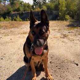 Fiona - Black and tan female German Shepherd puppy in Hollis Center, Maine from Noble German Shepherds of Maine