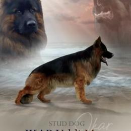 German Shepherds from Von Freimeier Kennels