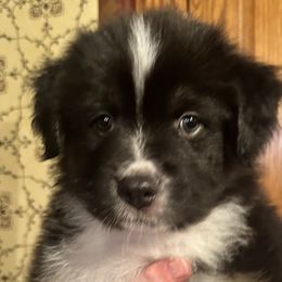 Ringo Starr - Black & white Australian Shepherd puppy in Allenton, Wisconsin from Jump Jivin Aussies