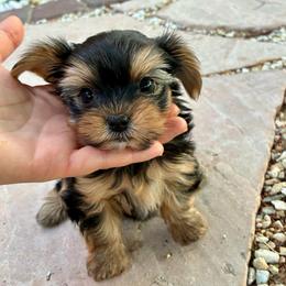 Rosie - Blue and gold female Yorkshire Terrier puppy in Yuma, Arizona from Yuma Yorkie