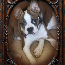 Pearl - Boston Terrier