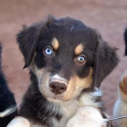 Nimbus - Red tri-color female Australian Shepherd puppy in San Tan Valley, Arizona from Mott Ranch - Blazin' Sun Aussies
