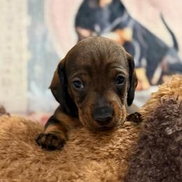 Lola - Wild boar female Dachshund puppy in Superior, Montana from Never Land Dachshunds of Montana