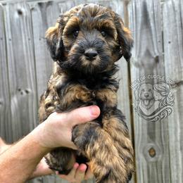 Pebble - Black male Goldendoodle puppy in Chattanooga, Tennessee from Hilltop Cuddle Pups