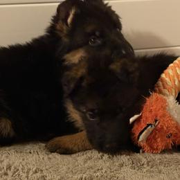 German Shepherd Puppies from Golden Ridge