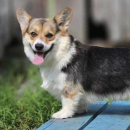 Sapphira - Pembroke Welsh Corgi