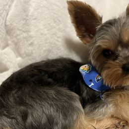 Poodles and Yorkipoos from Pawsome Poodles