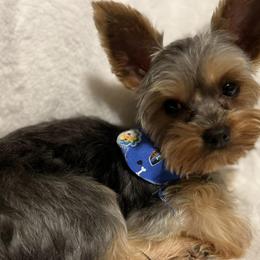 Poodles and Yorkipoos from Pawsome Poodles