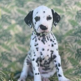 Yoshi - White and black male Dalmatian puppy in Whitwell, Tennessee from Rock a Dalmatian “RockADal”