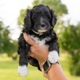 Assorted Doodle Crosses, Bernedoodle, and Goldendoodle Puppies from Down Country Doodles
