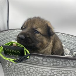 Shiloh Shepherd Puppies from Echo Shilohs