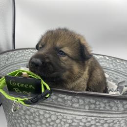 Shiloh Shepherd Puppies from Echo Shilohs
