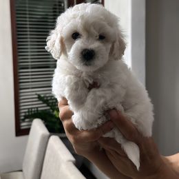 Bichon Frise puppies from Lyudmyla Loves Puppies
