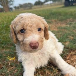Red parti 2 - Dark golden female Double Doodle puppy in Yoakum, Texas from The Scott’s Dood Ranch