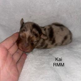 Kai - Red merle male Miniature Australian Shepherd puppy in Roseville, California from Golden State Mini Aussies
