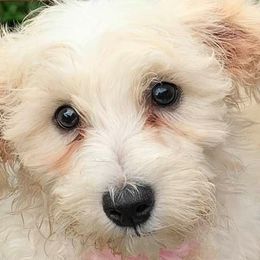 Cavapoos and Goldendoodles from Makewayfordoodles!
