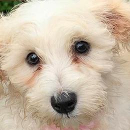 Cavapoos and Goldendoodles from Makewayfordoodles!