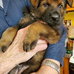 German Shepherd Puppies from vom Wenner Haus