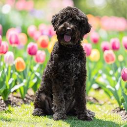 Jade - Brown female Lagotto Romagnolo puppy in Seymour, Missouri from Terra Incognita
