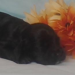 Andrew - Black male Cocker Spaniel puppy in Crossville, Tennessee from Timber Sunrise Cockers