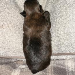 Onyx - Brindle male Shih Tzu puppy in Rockmart, Georgia from Sonya Garrett