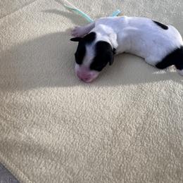 Girl 1 - Parti female Schnoodle puppy in Columbia, South Carolina from DM Schnoodles and schnauzers