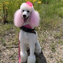 Poodles from Park Vista Standard Poodles