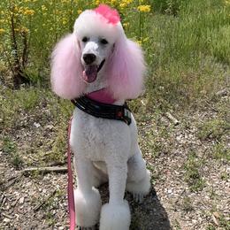 Poodles from Park Vista Standard Poodles