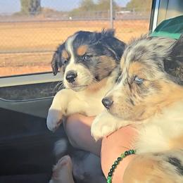 Australian Shepherd Puppies from Winsome Aussies