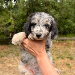 Mojito - Blue merle male Aussiedoodle puppy in Mulino, Oregon from Korbella Farm