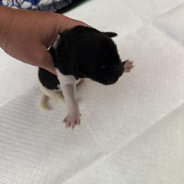Newfoundland Puppies from Amanda Robinson