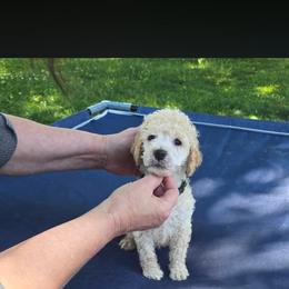 Camo collar - White male Poodle puppy in Henagar, Alabama from Windy Oak Kennels