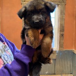 Winter - Black and red female German Shepherd puppy in Ridgeville, Indiana from McCord’s Standard Aussies