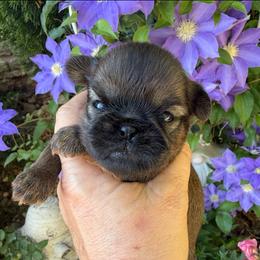 Cody (red) - Red male Brussels Griffon puppy in Brooks, Georgia from Brooks Berner Bears & Brussels Griffons
