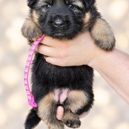 Pink girl - Black and red female German Shepherd puppy in Johnstown, Ohio from Vom Haus Neufus