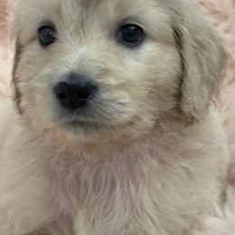 Goldendoodle, Golden Retriever, Poodle, and Shih Tzu Puppies from Platinum Paws Puppies