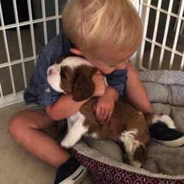 Cavalier King Charles Spaniels from SunRize Cavaliers