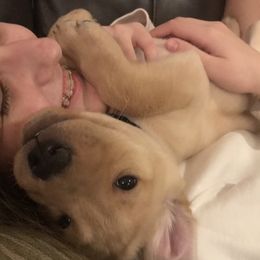 Labrador Retriever Puppies from Sycamore Kennels