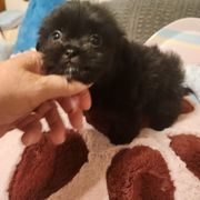 Midwest Mini Coffee - Black Mi-Ki puppy in Clearwater, Kansas from Midwest Mini Mi-kis