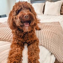 Dibbs - Goldendoodle
