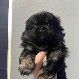 Sylvester - Black and tan male Pekingese puppy in Enterprise, Nevada from Pekingese Puppy Vegas