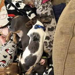 Dachshund and Golden Retriever All Grown Up from 50 shades of dachshund