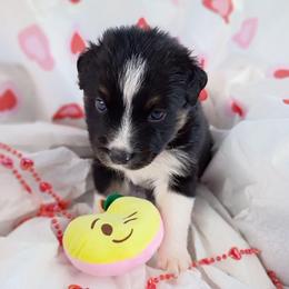 Flint (grey) - Black tri-color male Australian Shepherd puppy in Okeechobee, Florida from Rothsolid Puppies