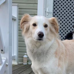 Honey - English Shepherd