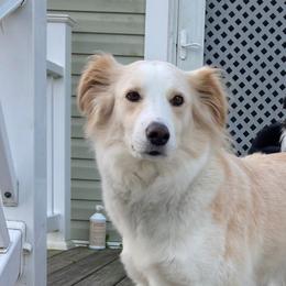 Honey - English Shepherd